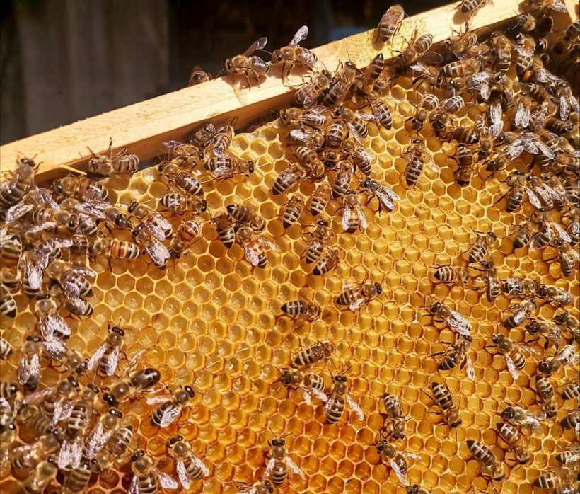 Светски ден на пчелите: Подарете ѝ љубов и внимание, пчелата ќе ви возврати многу повеќе