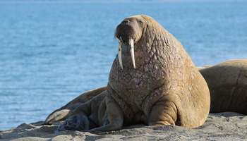 Казна од 1.100 евра за вознемирување моржови во Норвешка