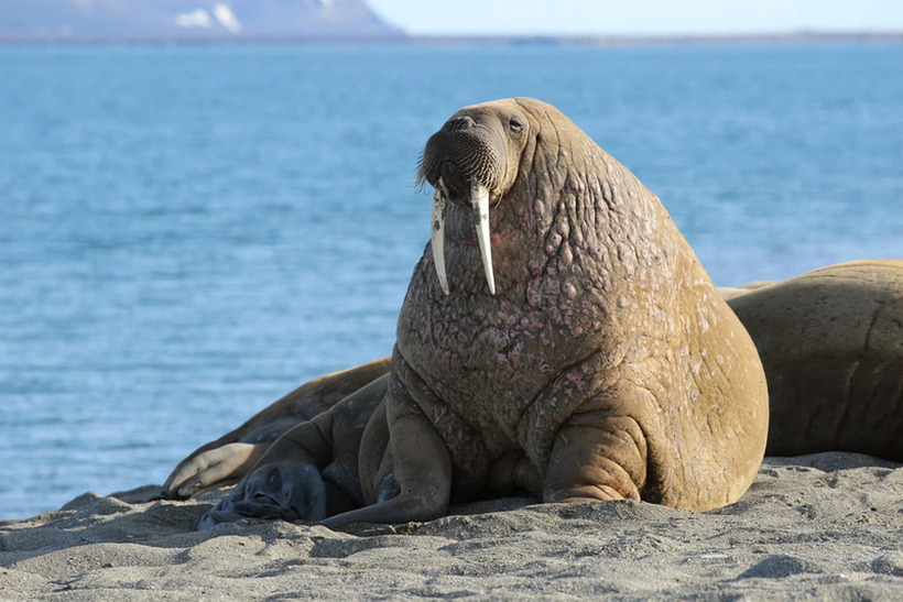 Казна од 1.100 евра за вознемирување моржови во Норвешка