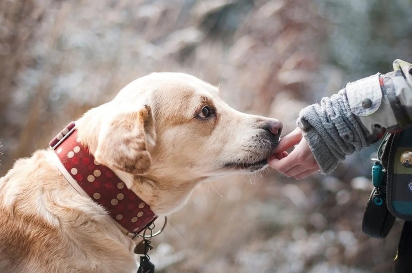 Дали кучињата можат да разберат што зборуваме? Научниците конечно имаат одговор