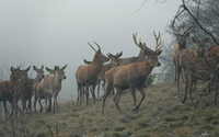 Европскиот елен, нова атракција на Галичица