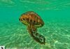Издадено предупредување: Зголемена концентрација на медузи во Јадранот