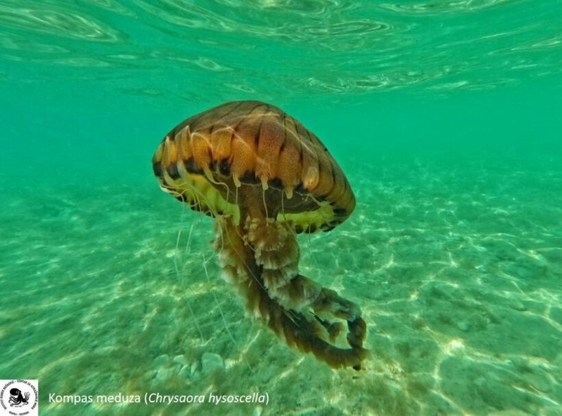Издадено предупредување: Зголемена концентрација на медузи во Јадранот