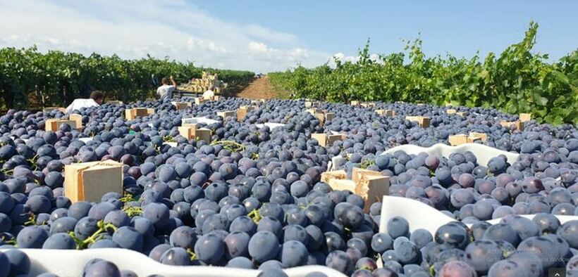 Кој ќе ни го бере грозјето, сезонците кои останаа ќе заминат на берба во Италија?!