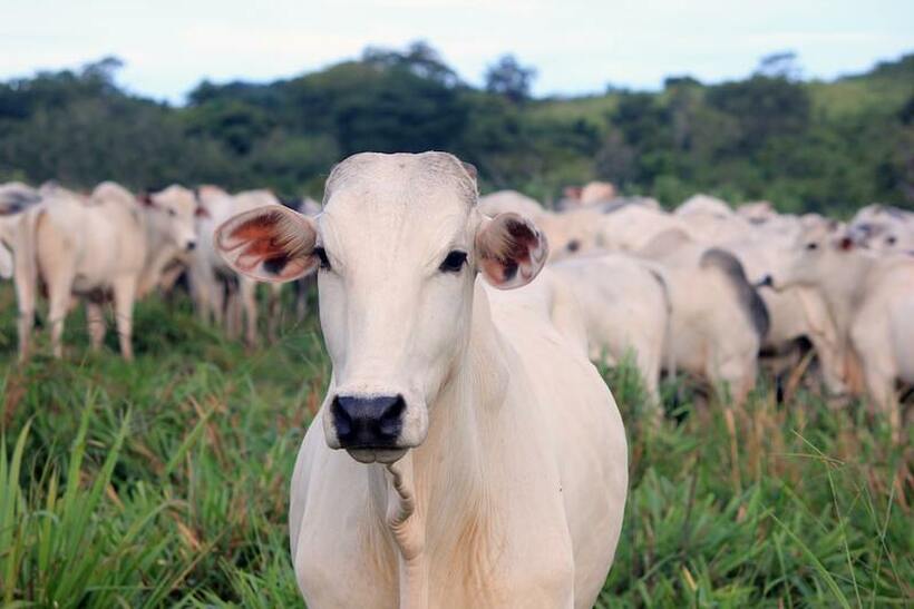 Најскапата крава на светот продадена за повеќе од 4 милиони долари