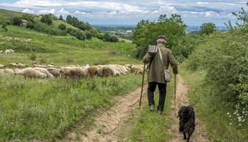 СТОЧАРИТЕ НУДАТ ПЛАТА ОД 1.000 ЕВРА: Албанија е последната станица за наоѓање овчари