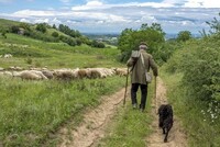 СТОЧАРИТЕ НУДАТ ПЛАТА ОД 1.000 ЕВРА: Албанија е последната станица за наоѓање овчари