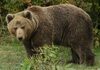 Ќе се дислоцираат мечките од Маврово