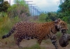 По цели 70 години во Аргентина се родија првите диви јагуари