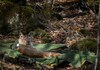 Рисицата Атиџе повторно снимена во Националниот парк „Маврово“ по четири години