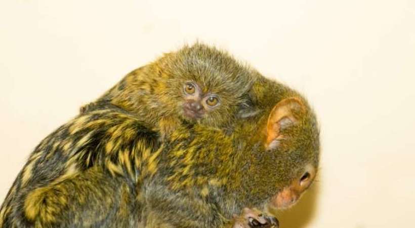 Се роди второто бебе мармозет во Скопската зоолошка градина