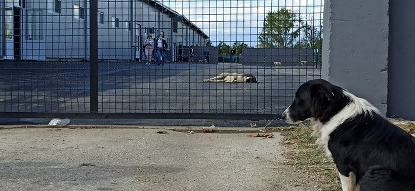 Дали е на повидок решение на проблемот со кучињата скитиници во Скопје?