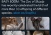 Скопската Зоолошка е главна вест во најпознатите светски медиуми