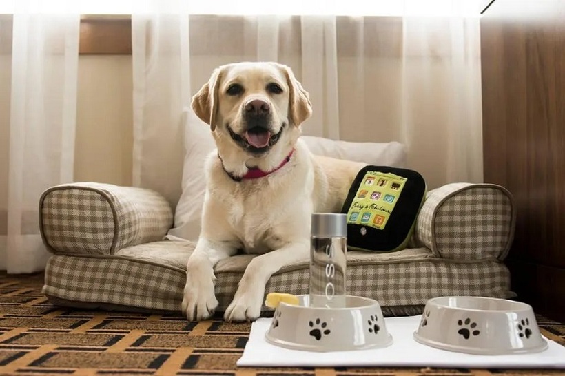 Го оставаат кучето во хотел со 5 ѕвездички за да одат на одмор во хотел со 2 ѕвездички – еве колку чини ноќевање во кучешки пансион