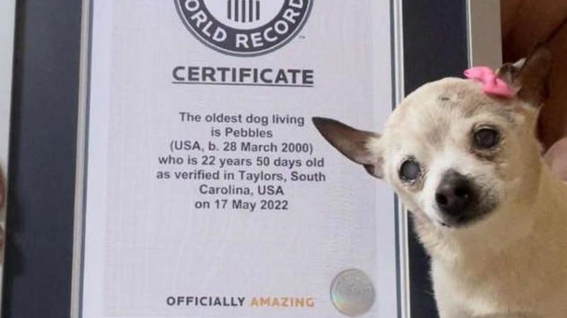 Џуџест фокс териер е прогласен за најстарото куче во светот, има 154 кучешки години