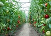 Турција го забрани извозот на домати до 14 април. Што значи тоа за нашиот пазар?