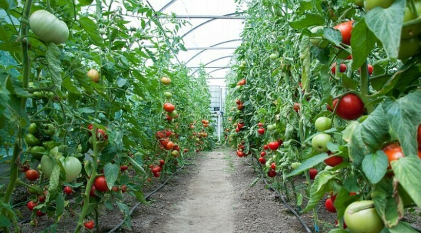 Турција го забрани извозот на домати до 14 април. Што значи тоа за нашиот пазар?