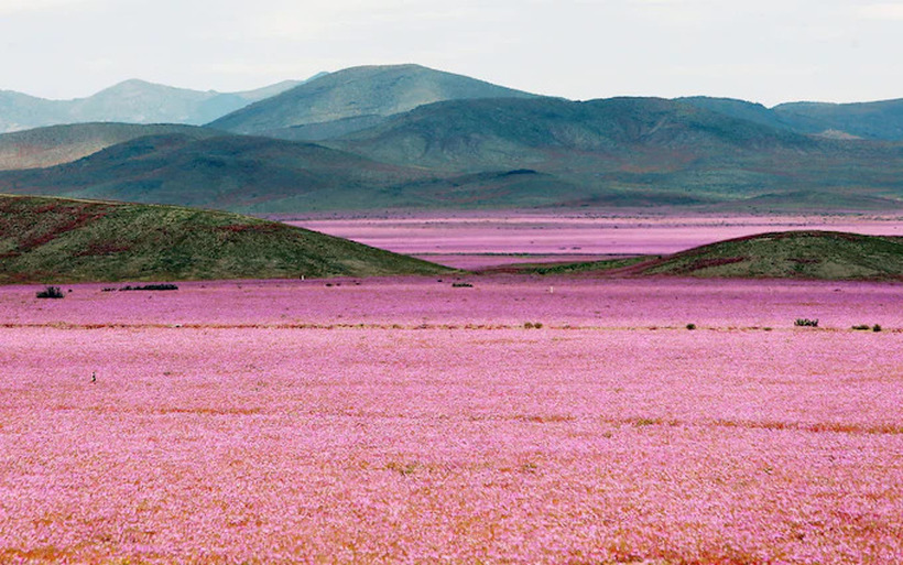 Розови цвеќиња во пустината Атакама, природен феномен кој се случува еднаш во пет години