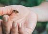 ОВА ТРЕБА СЕКОЈ ДА ГО ЗНАЕ: Што треба да направите доколку ве касне пчела или оса