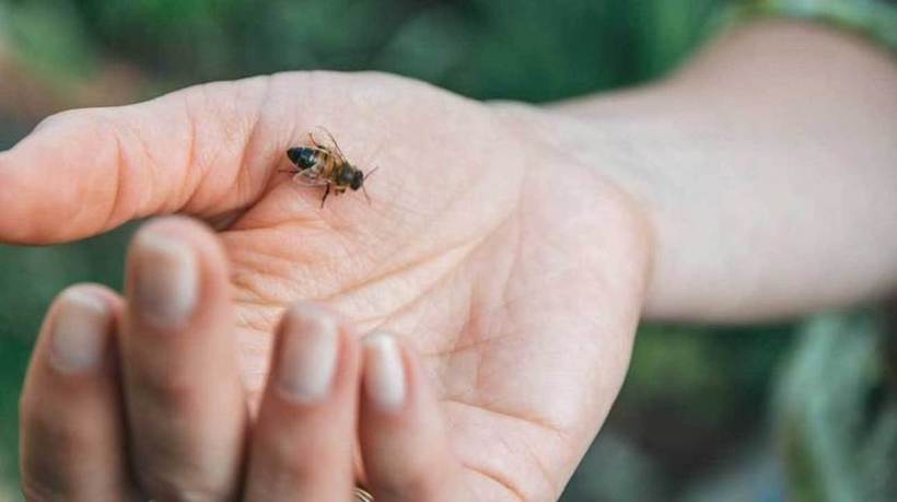 ОВА ТРЕБА СЕКОЈ ДА ГО ЗНАЕ: Што треба да направите доколку ве касне пчела или оса