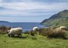 Би чувале ли овци на пуст остров за 25.000 евра?