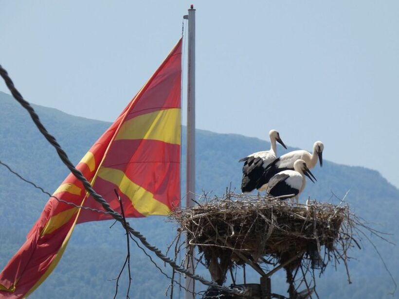 Бројот на штрковите расте, а бројот на деца се намалува. Како е можно?