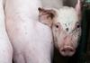 Свежото свинско месо поскапо за 40 денари по килограм – нов ценовен шок за граѓаните