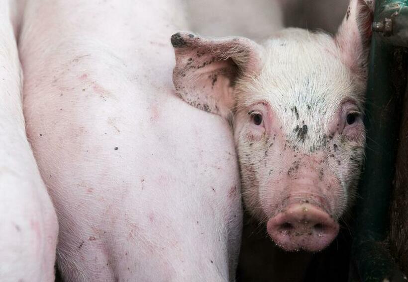Свежото свинско месо поскапо за 40 денари по килограм – нов ценовен шок за граѓаните