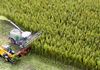 Германските земјоделци веќе се подготвени за одгледување канабис