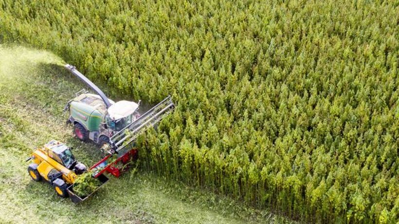 Германските земјоделци веќе се подготвени за одгледување канабис