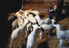Јасмина е магистер  а сега  одгледува овци и ги руши стеротипите во Македонија