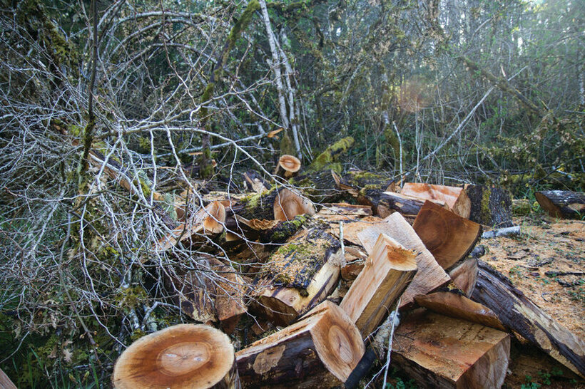 Се краде дрво и од националните паркови - За половина година дрвокрадците "заработиле" милион евра!
