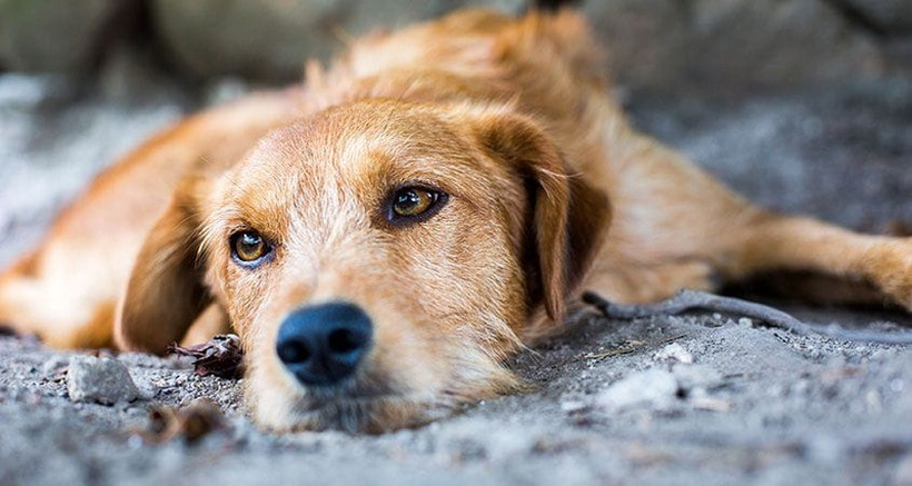 Искуство од Германија: Како да се реши проблемот со кучињата скитници?