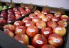 Како малата Молдавија се најде меѓу 10-те најголеми извозници на јаболка во светот?