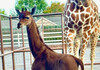 Жирафа родена без ниту една дамка на телото: Се верува дека е единствена на светот