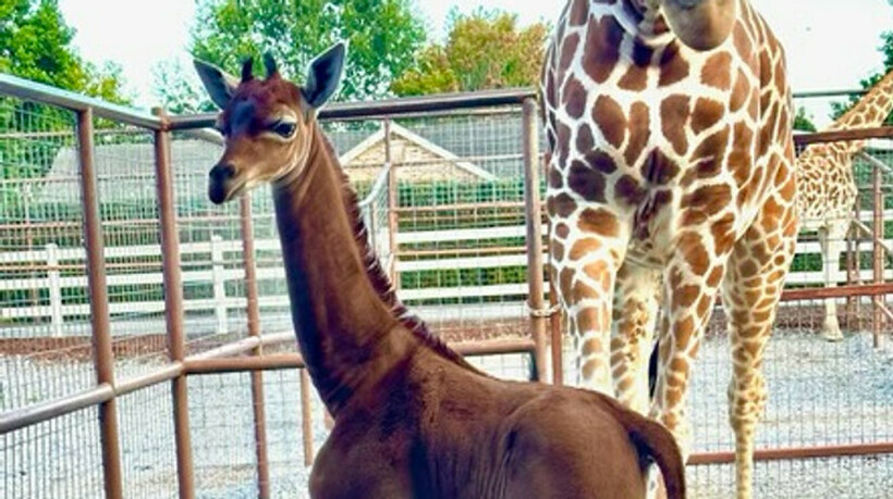 Жирафа родена без ниту една дамка на телото: Се верува дека е единствена на светот