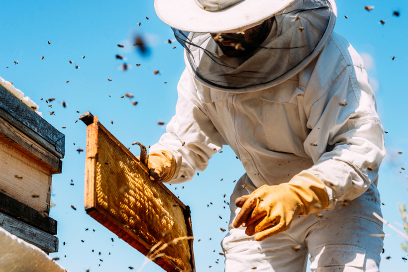 Колку пчели ви се потребни за да живеете само од продажба на мед во Македонија?