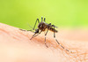 Неколку намирници кои ќе ви го ублажат отокот од комарците: Повеќето ги имате во кујната!