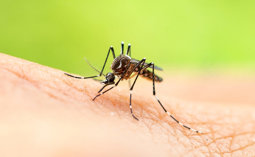 Неколку намирници кои ќе ви го ублажат отокот од комарците: Повеќето ги имате во кујната!