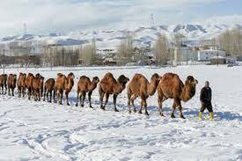 Камилите за борба се одгледуваат на снежни ридови