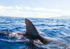 Ајкули тестирани на кокаин, сите наоди позитивни: Неверојатно откритие на научниците кои ги проучувале ајкулите на брегот на Бразил