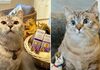 Запознајте ја најбогатата мачка на светот: Вреди 100 милиони долари, донира оброци, објавила книга и има 4,4 милиони фанови на Инстаграм