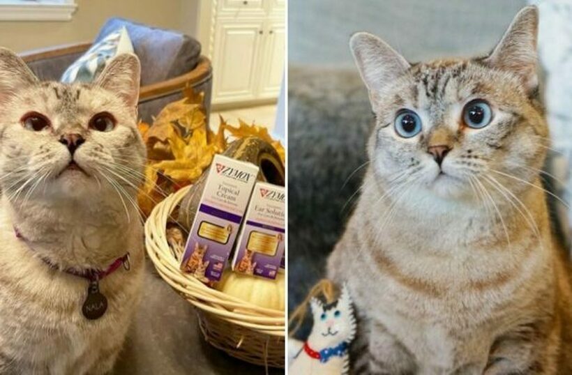 Запознајте ја најбогатата мачка на светот: Вреди 100 милиони долари, донира оброци, објавила книга и има 4,4 милиони фанови на Инстаграм