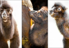 Принова во скопската зоолошка: Малата и мила двогрба камила е новиот станар