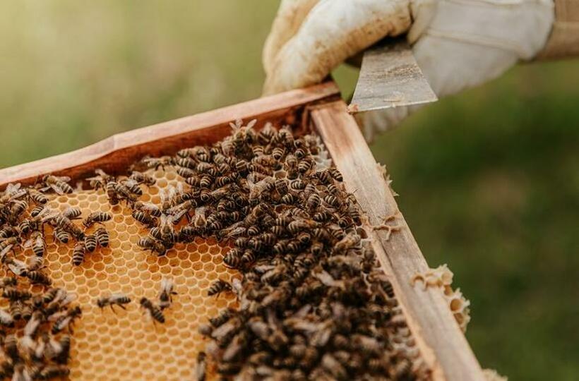 Одобрена првата вакцина во светот за заштита на пчелите