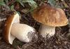 Печурката вргањ сѐ уште држи цена – едно семејство во сезона може да заработи над 3.000 евра