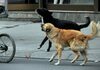 Скопје: Стотици илјади евра за отштета на граѓани каснати од куче