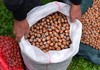 БИЗНИС КОЈ Е ВО ПОРАСТ: Oрганското производство на лешник доживува вистински бум во Македонија