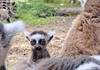 Светски феномен во скопската зоолошка: За првпат шест пара близначиња лемури