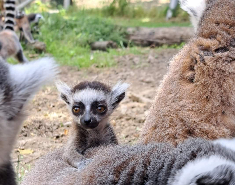 Светски феномен во скопската зоолошка: За првпат шест пара близначиња лемури